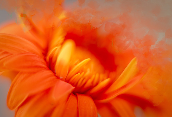 Orange Flower 2                    ArtAbility Show 2024