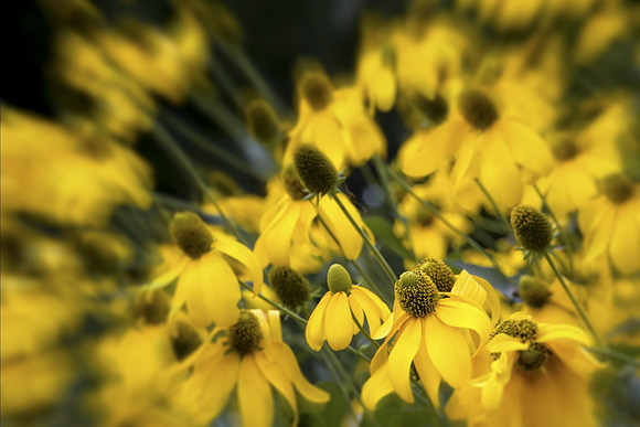 Explosion of yellow at Chanticleer