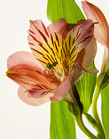 Alstroemeria 2