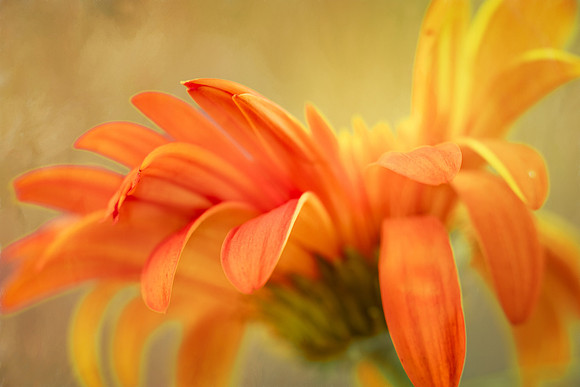 Orange Flower 1                               ArtAbility Show 2024