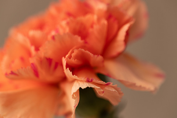Orange Flower 3                        ArtAbility Show 2024