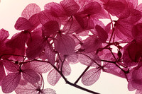 Delicate Pink Art Ability Show 2025