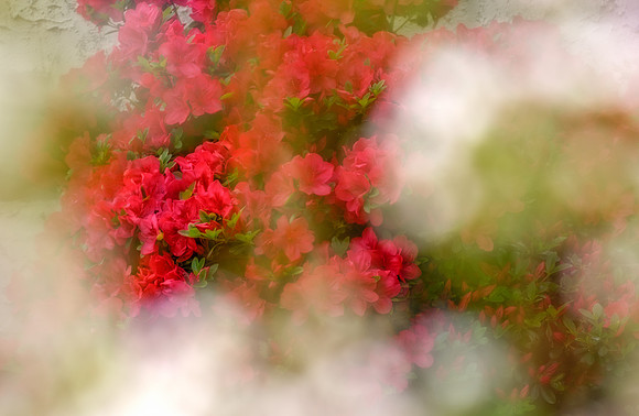 peeking through