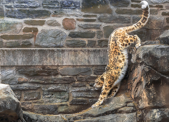 Leopard Art Ability Show 2025 - won 1st prize in photography and sold