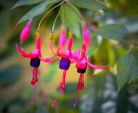 Fuchsia Jewels Art Ability Show 2025
