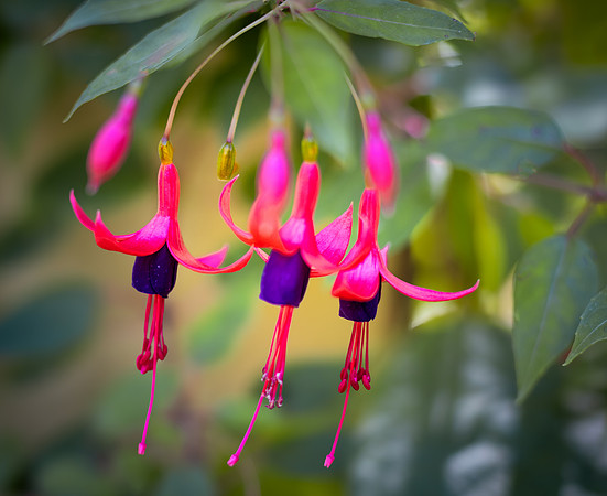 Fuchsia Jewels Art Ability Show 2025